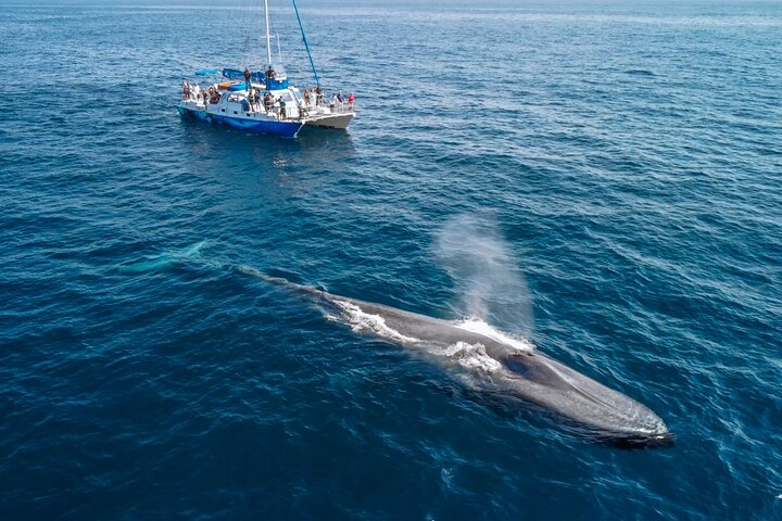 Magnificent blue whale watching
